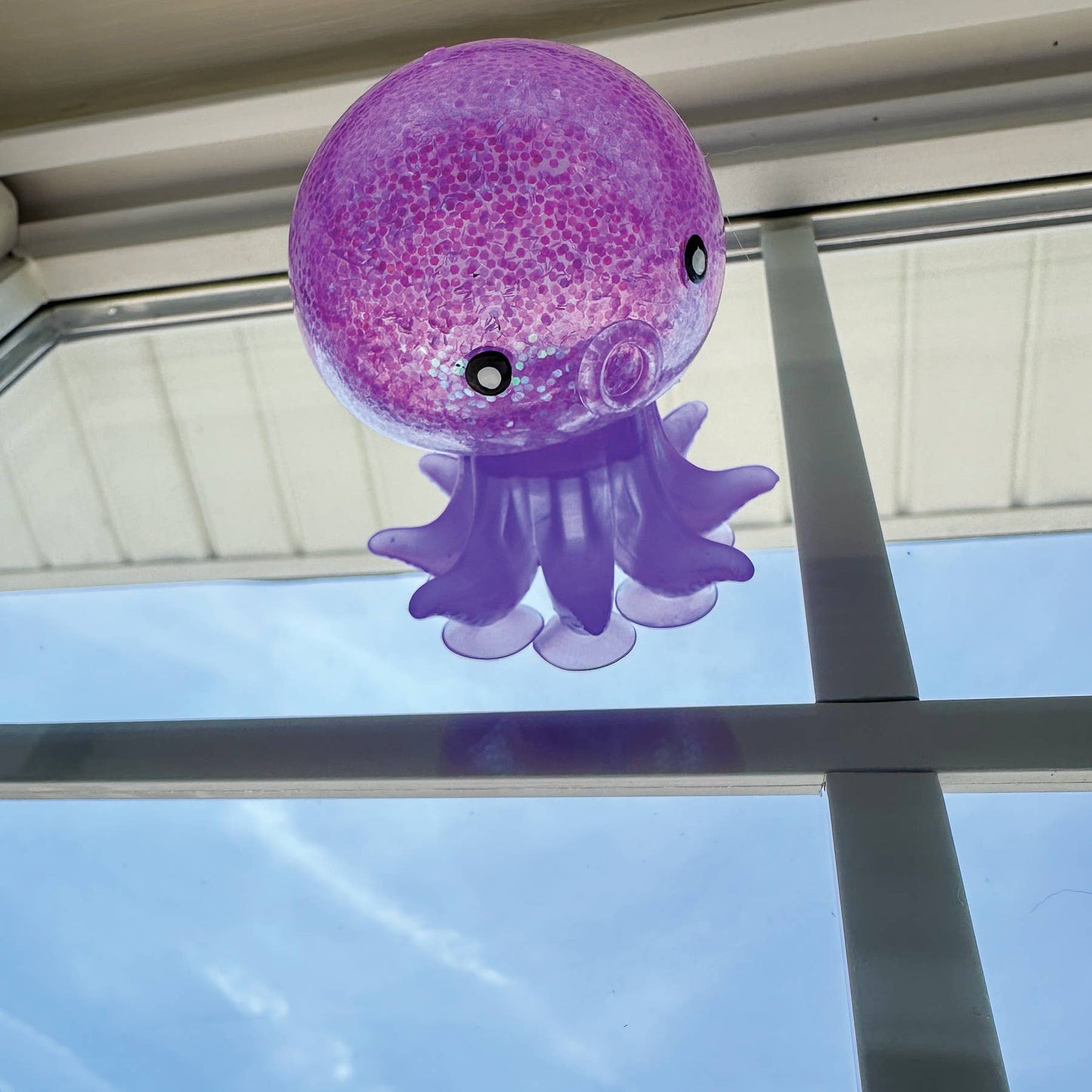 OCTOPUS SUCKER